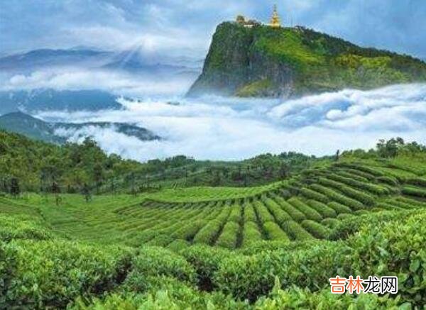 竹叶青属于什么茶
