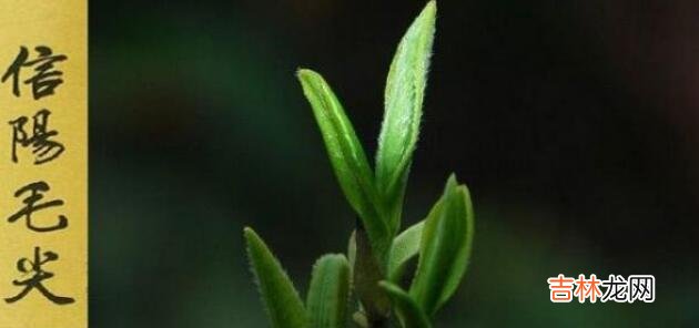 信阳毛尖属于什么茶
