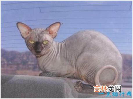 世界上最丑的猫，斯芬克斯猫全身几乎没有毛，皮肤布满皱褶