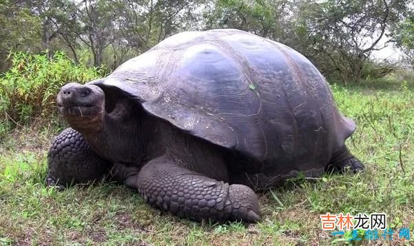 世界上十大最慢的动物 树獭经不是最慢的