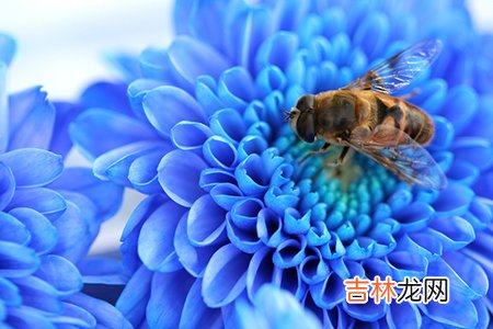 狼子算命全文阅读_为何很多人觉得婚姻不幸福？
