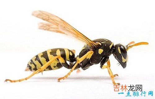 世界十大最恐怖的昆虫 以色列金蝎位居榜首