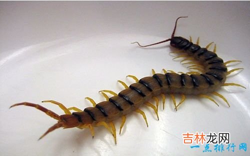 世界十大最恐怖的昆虫 以色列金蝎位居榜首