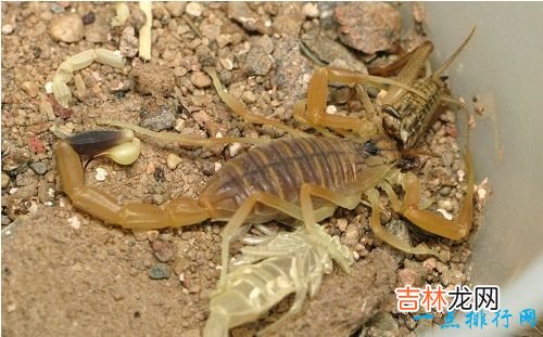 世界十大最恐怖的昆虫 以色列金蝎位居榜首
