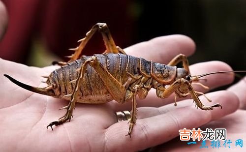 世界十大最恐怖的昆虫 以色列金蝎位居榜首