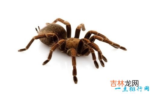 世界十大最恐怖的昆虫 以色列金蝎位居榜首