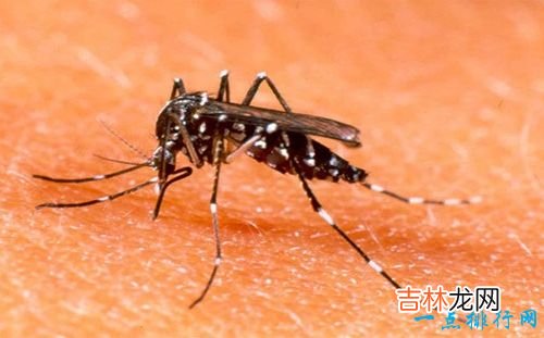 世界十大最恐怖的昆虫 以色列金蝎位居榜首