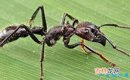 世界十大最恐怖的昆虫 以色列金蝎位居榜首