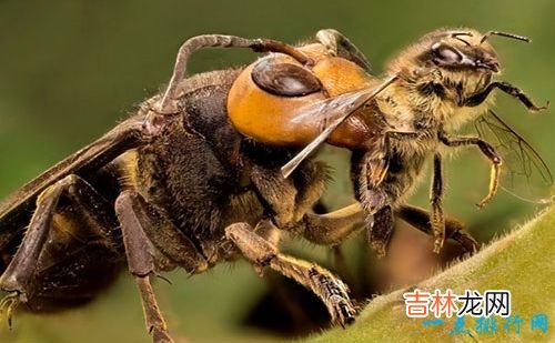 世界十大最恐怖的昆虫 以色列金蝎位居榜首