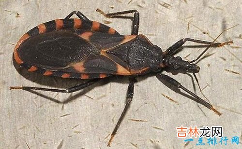 世界十大最恐怖的昆虫 以色列金蝎位居榜首