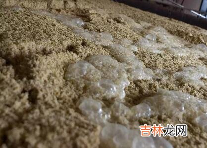 国外六种常见的蒸馏酒