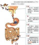 为什么有的人长不胖是因为小肠 为什么有的人长不胖呢