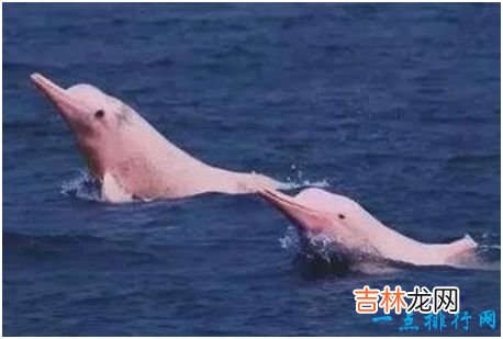 世界上最美的海豚,粉红瓶鼻海豚身体呈非常漂亮的粉红色