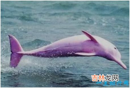 世界上最美的海豚,粉红瓶鼻海豚身体呈非常漂亮的粉红色