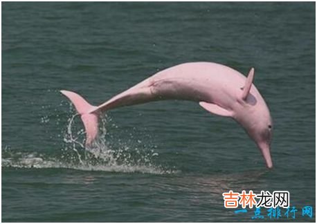 世界上最美的海豚,粉红瓶鼻海豚身体呈非常漂亮的粉红色