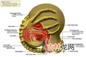 抱脸虫是什么梗