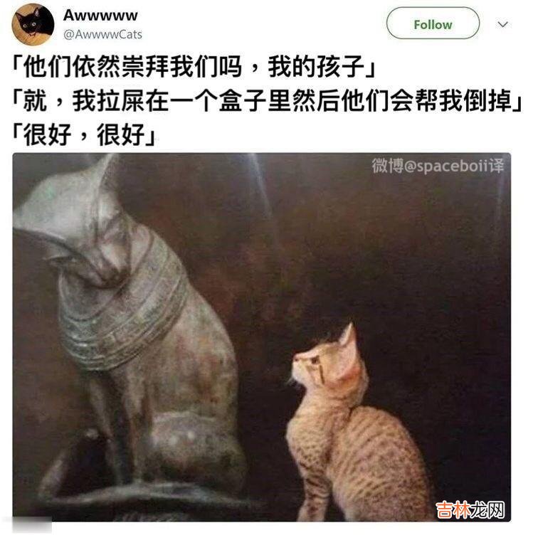 地球猫猫教是什么梗