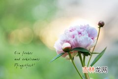 我比女生还爱算命_2015年1月谁的桃花最旺