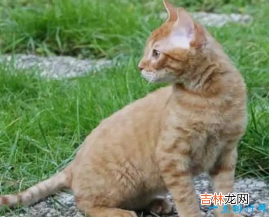 世界上体重最小的十个猫品种 新加坡猫仅有4磅重