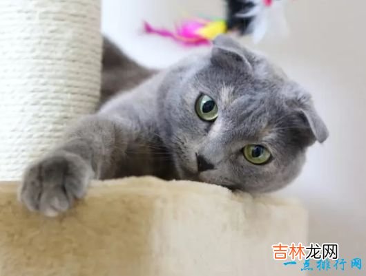 世界上体重最小的十个猫品种 新加坡猫仅有4磅重