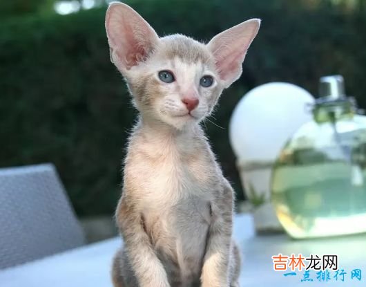 世界上体重最小的十个猫品种 新加坡猫仅有4磅重