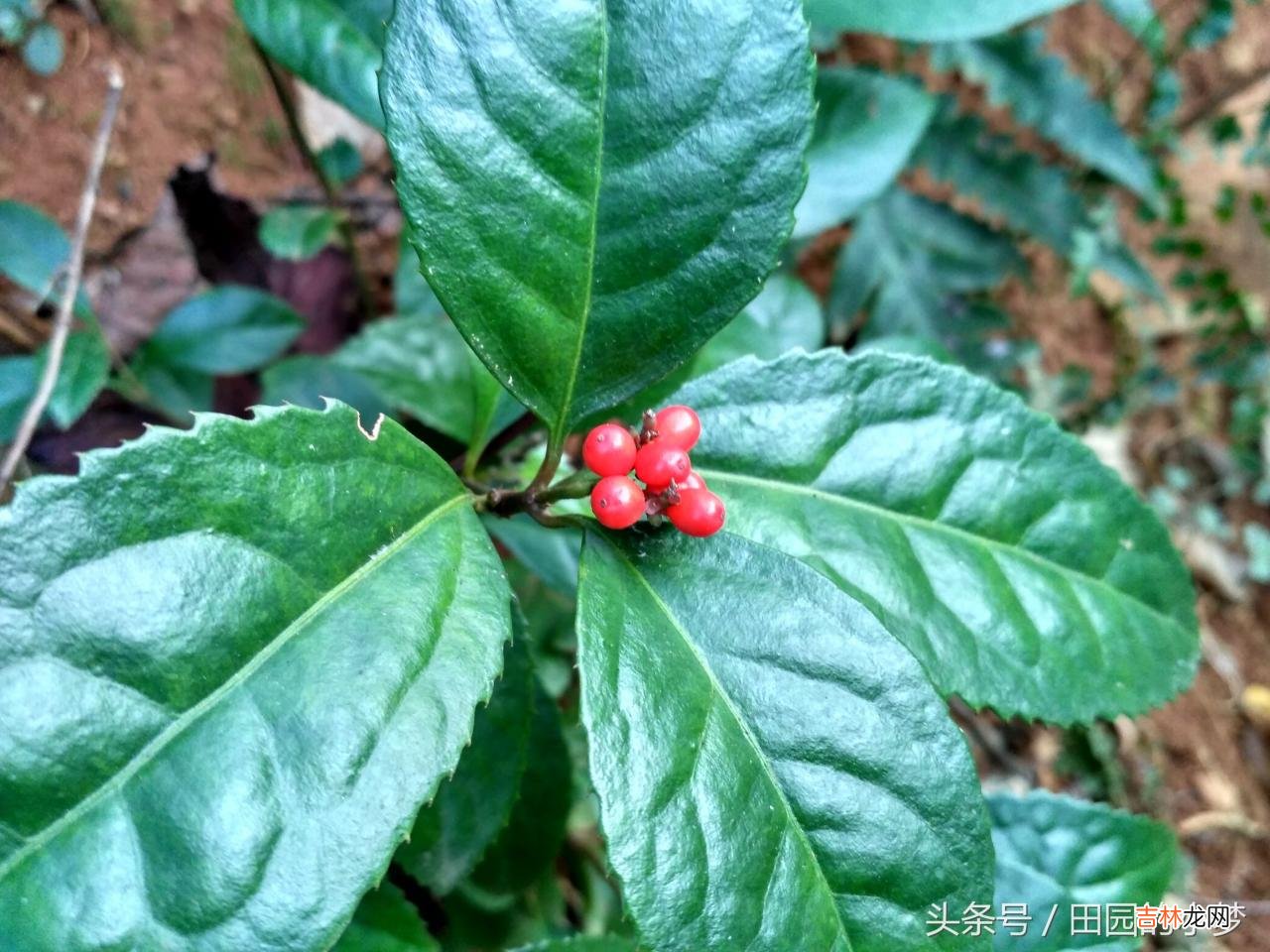 草珊瑚图片大全 草珊瑚含片功能主治