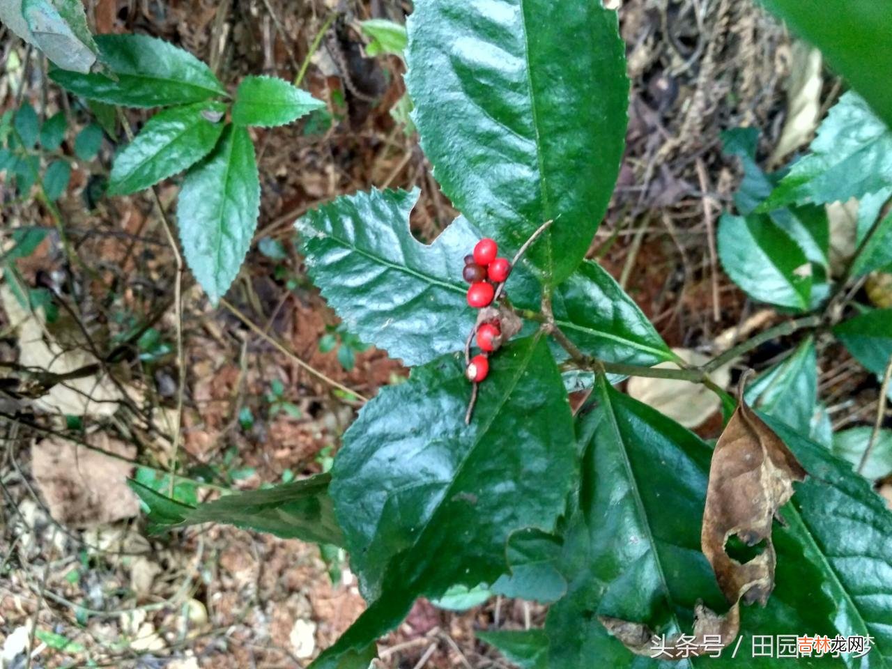 草珊瑚图片大全 草珊瑚含片功能主治