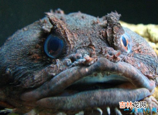 世界上最丑的鱼 水滴鱼丑到没朋友