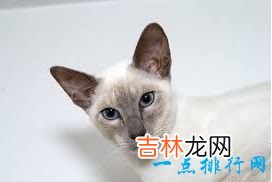 2017最可爱的猫排行榜前十名 孟加拉猫最可爱