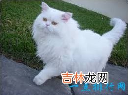 2017最可爱的猫排行榜前十名 孟加拉猫最可爱