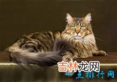 2017最可爱的猫排行榜前十名 孟加拉猫最可爱