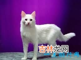 2017最可爱的猫排行榜前十名 孟加拉猫最可爱