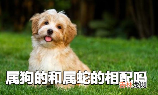 生肖配对:属狗的和属蛇的相配吗