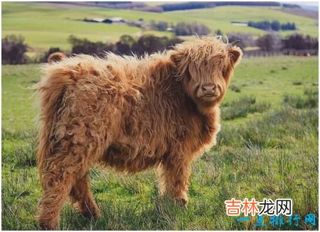 世界上最非主流的牛,高地牛头部毛发像刘海一样遮盖住眼睛