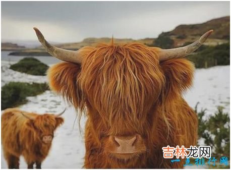 世界上最非主流的牛,高地牛头部毛发像刘海一样遮盖住眼睛