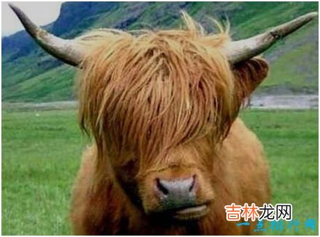 世界上最非主流的牛,高地牛头部毛发像刘海一样遮盖住眼睛