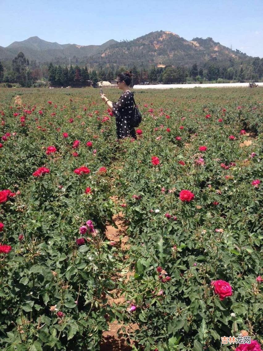 云南鲜花饼哪个牌子最正宗 滇园鲜花饼怎么样