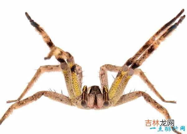 世界十大最毒蜘蛛 有种蜘蛛你经常能见到