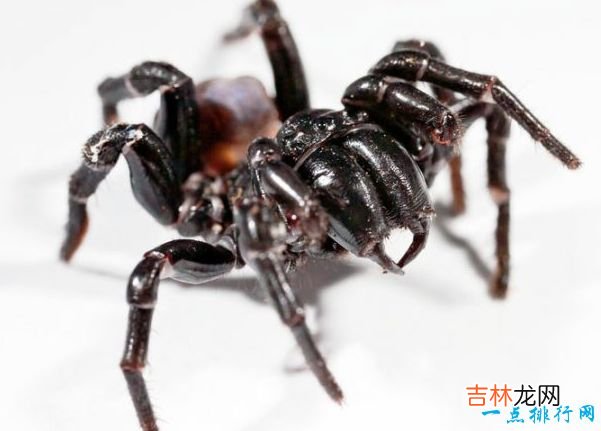 世界十大最毒蜘蛛 有种蜘蛛你经常能见到