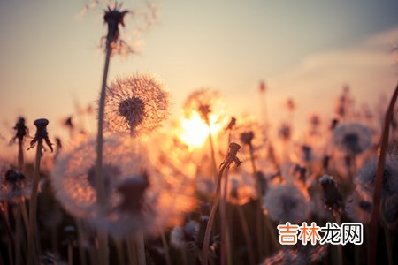 小百花越剧何文秀算命_八字看你是否为情所困