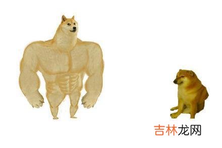 Cheems是什么梗