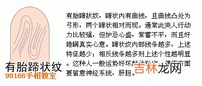 十二生肖算命书周易_指纹类型全面分析