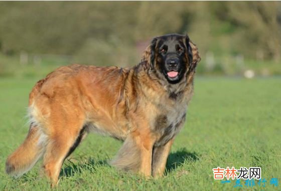 世界十大猛犬 生人勿近