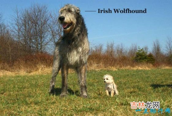 世界十大猛犬 生人勿近