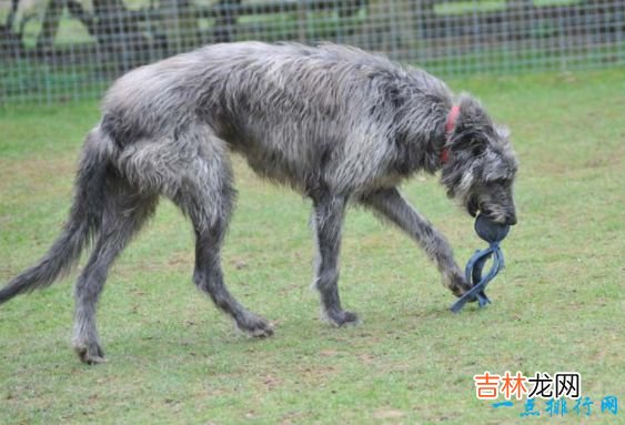 世界十大猛犬 生人勿近