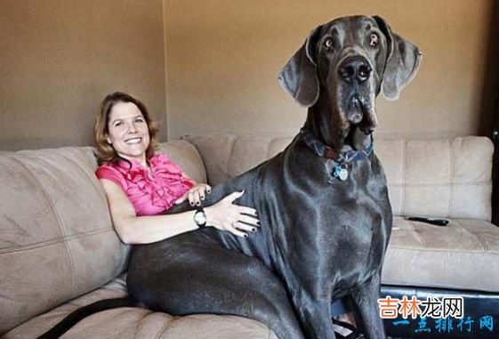 世界十大猛犬 生人勿近