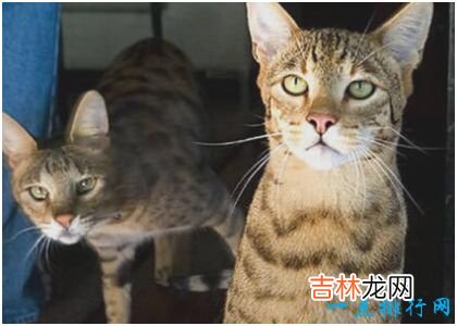 世界上最贵的猫，阿什拉猫一只售价2.4万美元，每年限量出售