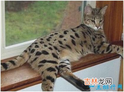 世界上最贵的猫，阿什拉猫一只售价2.4万美元，每年限量出售