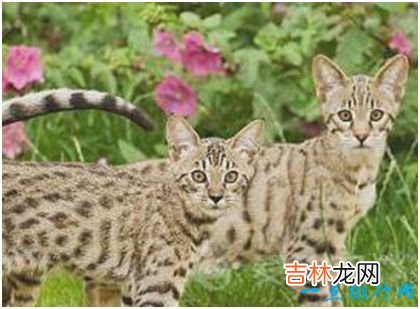 世界上最贵的猫，阿什拉猫一只售价2.4万美元，每年限量出售