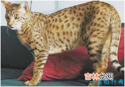 世界上最贵的猫，阿什拉猫一只售价2.4万美元，每年限量出售